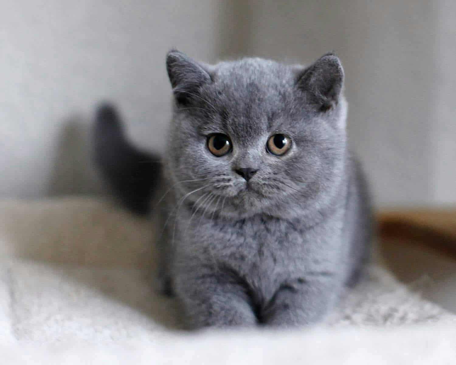 Eu acho que vi um gatinho! Este é o Gato de Pelo Curto Inglês 