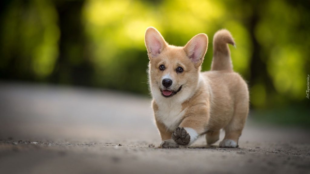 O Welsh Corgi Pembroke - O menor dos cães de pastoreio! 4