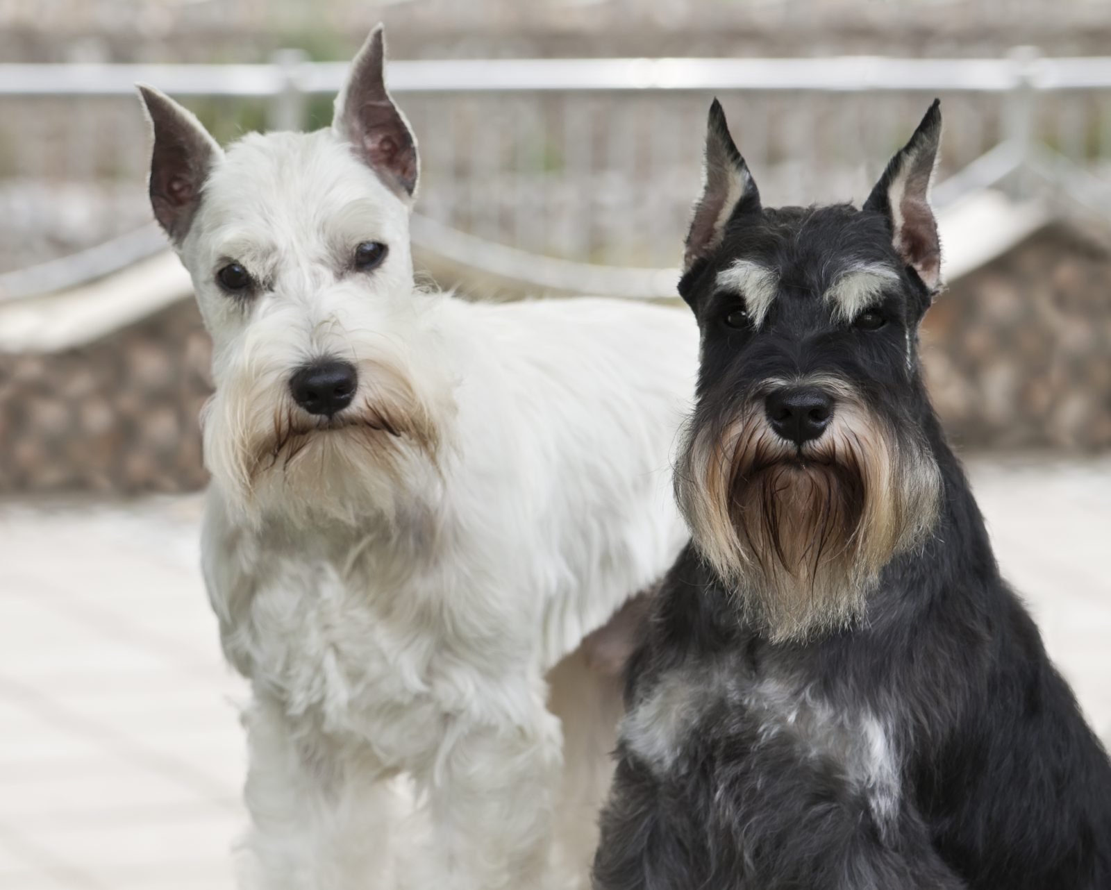 Schnauzer - Um cão que une beleza e estilo em três versões! 5