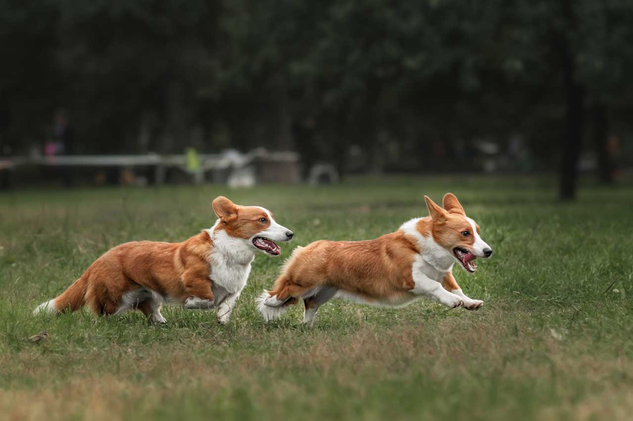 Welsh Corgi Cardigan - Um eterno cão de pastoreio! 7