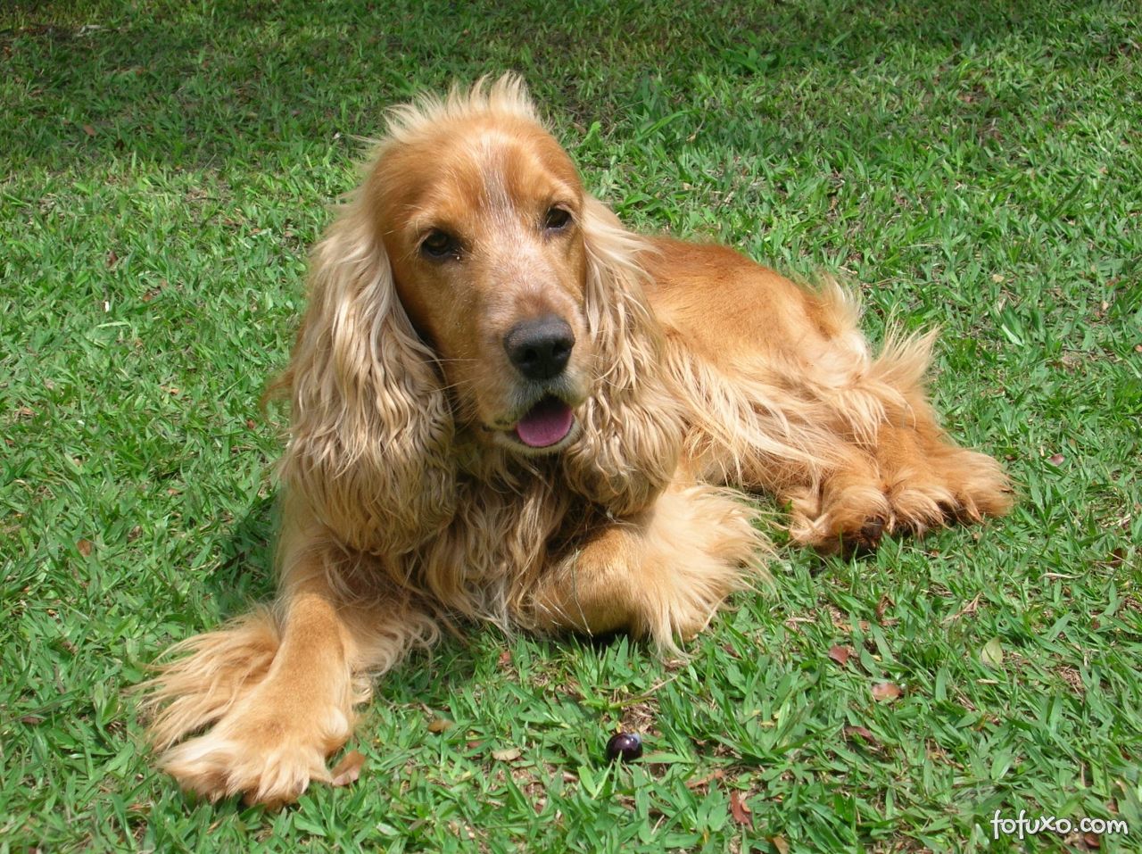 Cocker Spaniel Inglês - Companhia perfeita para brincar, passear e amar! 6