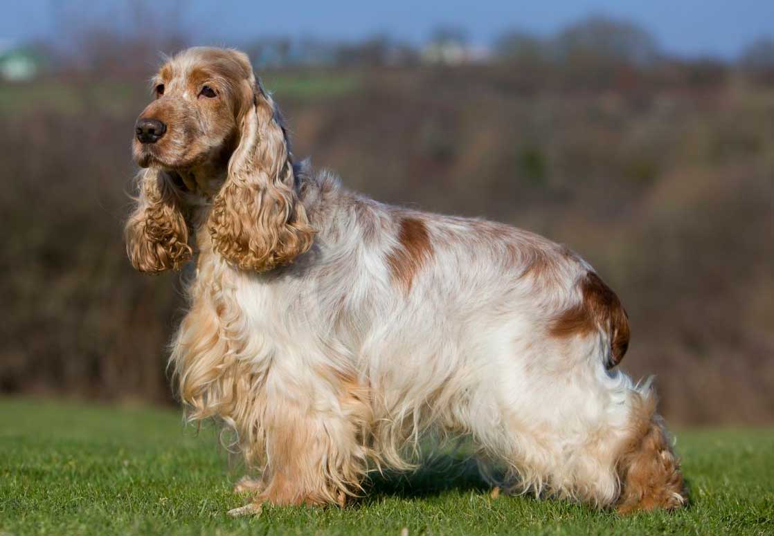 Cocker Spaniel Inglês - Companhia perfeita para brincar, passear e amar! 3