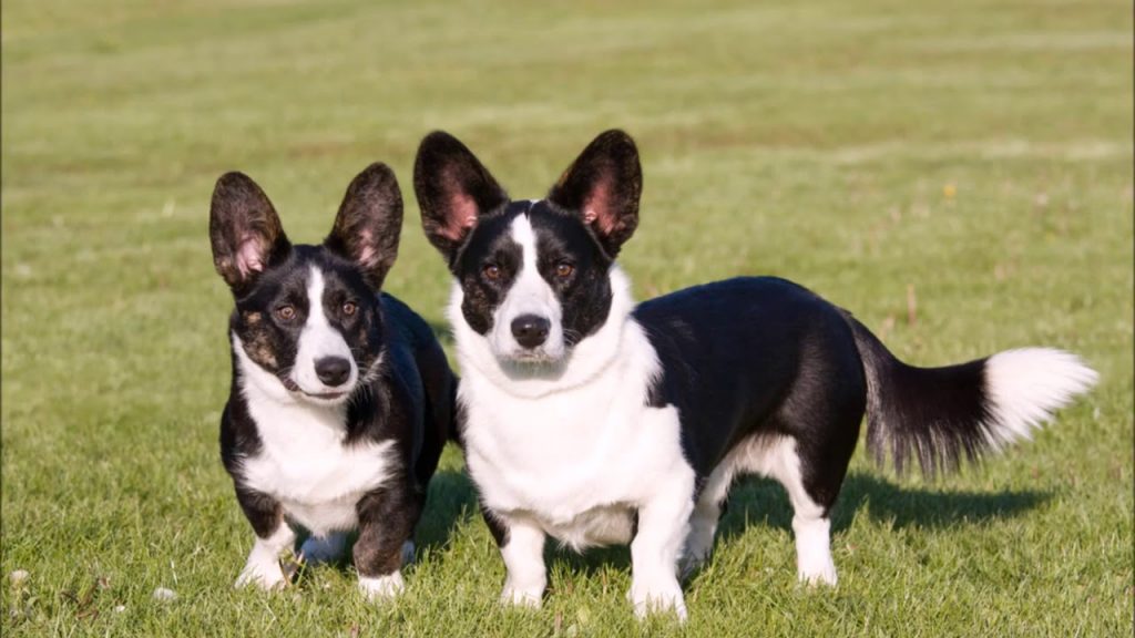 Welsh Corgi Cardigan - Um eterno cão de pastoreio! 1