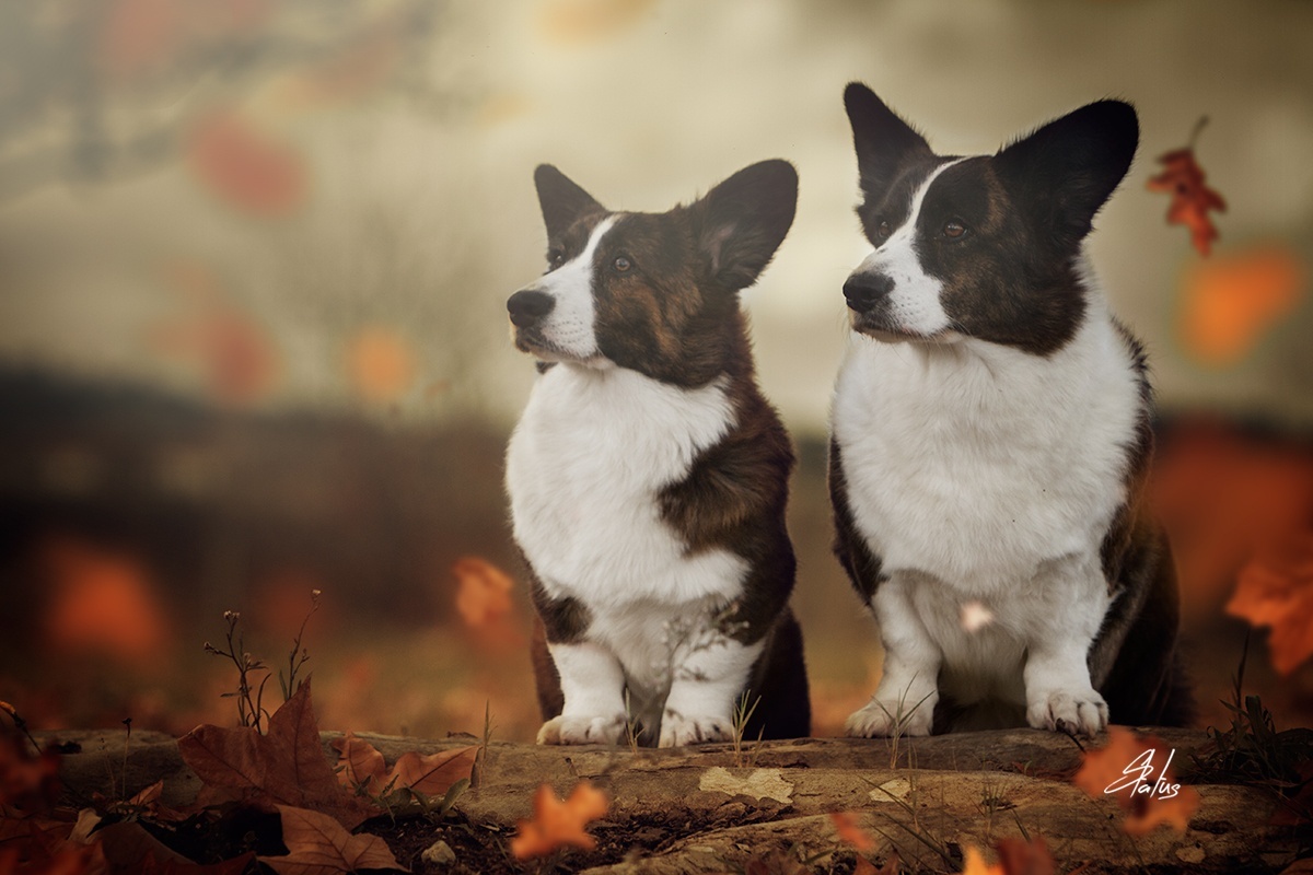 Welsh Corgi Cardigan - Um eterno cão de pastoreio! 4