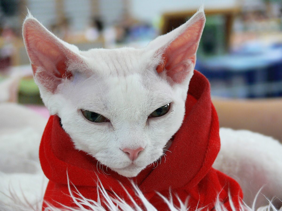 Charme exótico: este é o Gato Devon Rex 