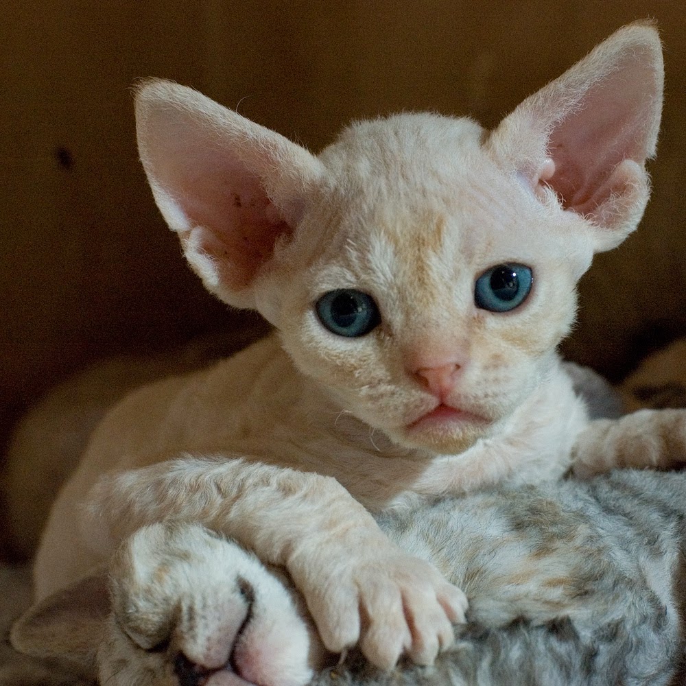 Momento fofura com o filhotinho de Gato Devon Rex 