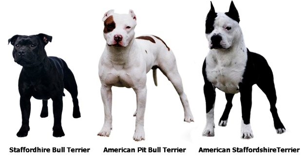 American Staffordshire Terrier - Um cão que une força e doçura! 8