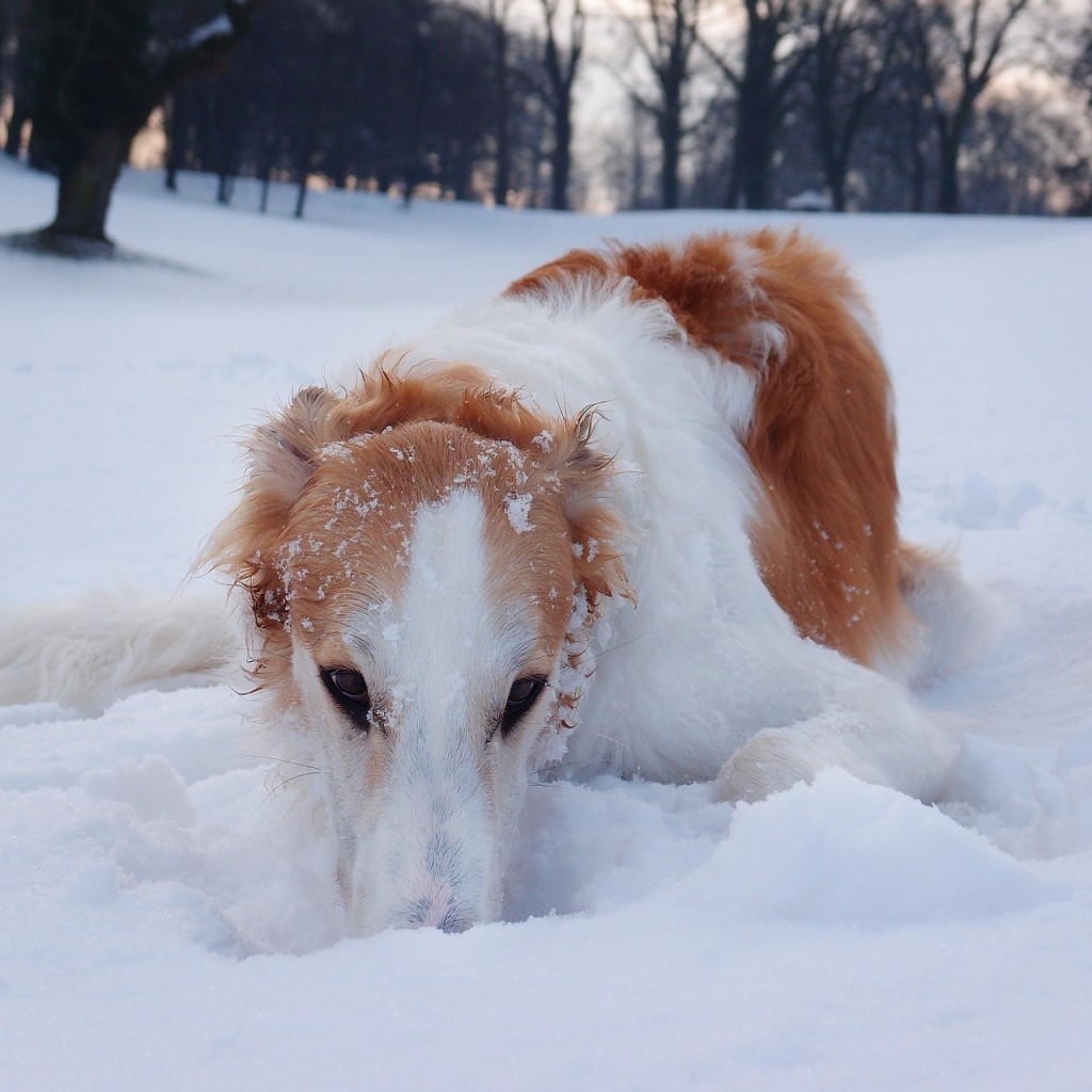 Borzoi - Conheça este nobre cão de origem russa! 4