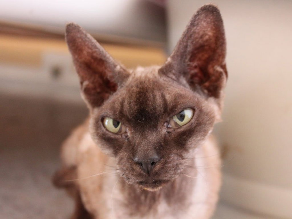 O Gato Devon Rex quase engana com essa carinha de mau