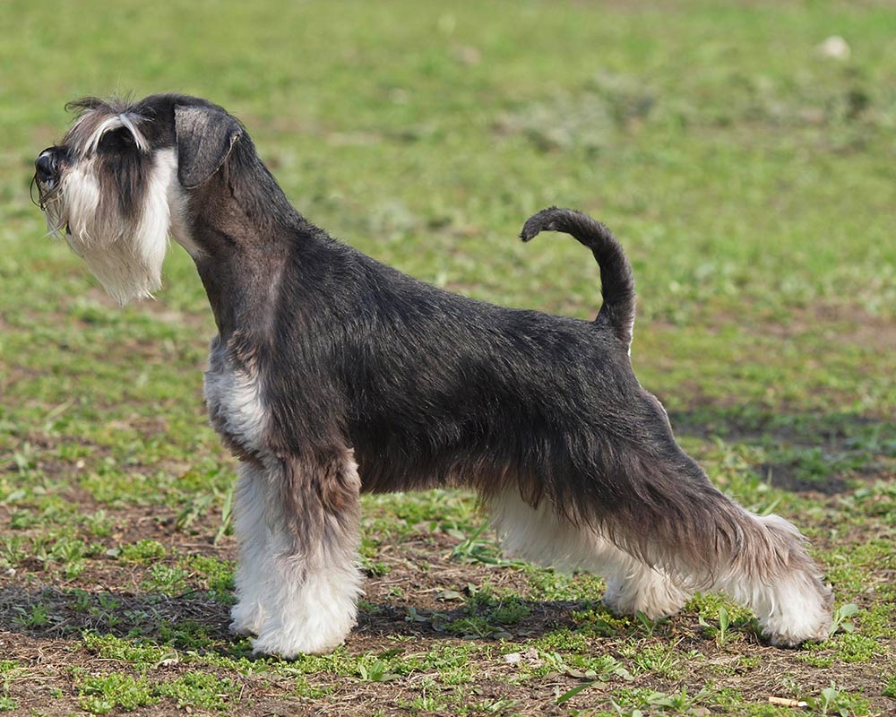 Schnauzer - Um cão que une beleza e estilo em três versões! 4