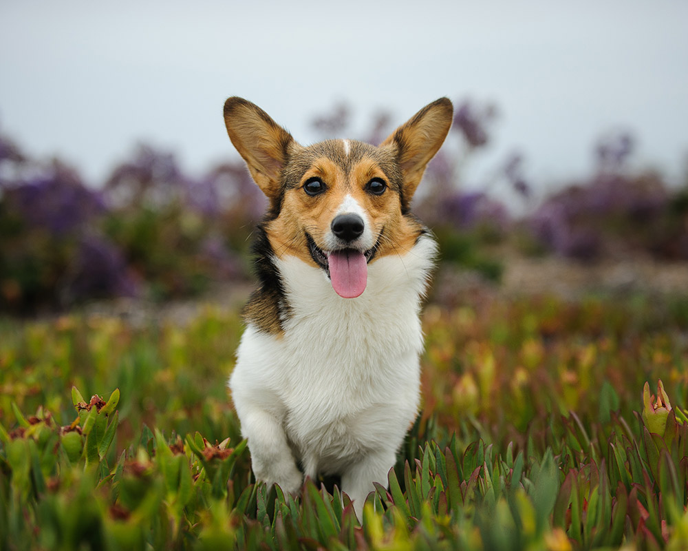 O Welsh Corgi Pembroke - O menor dos cães de pastoreio! 6