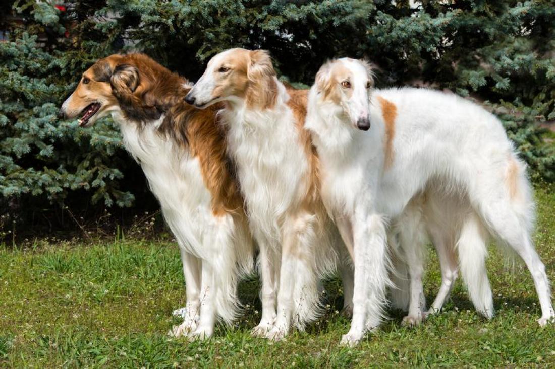 Borzoi - Conheça este nobre cão de origem russa! 5