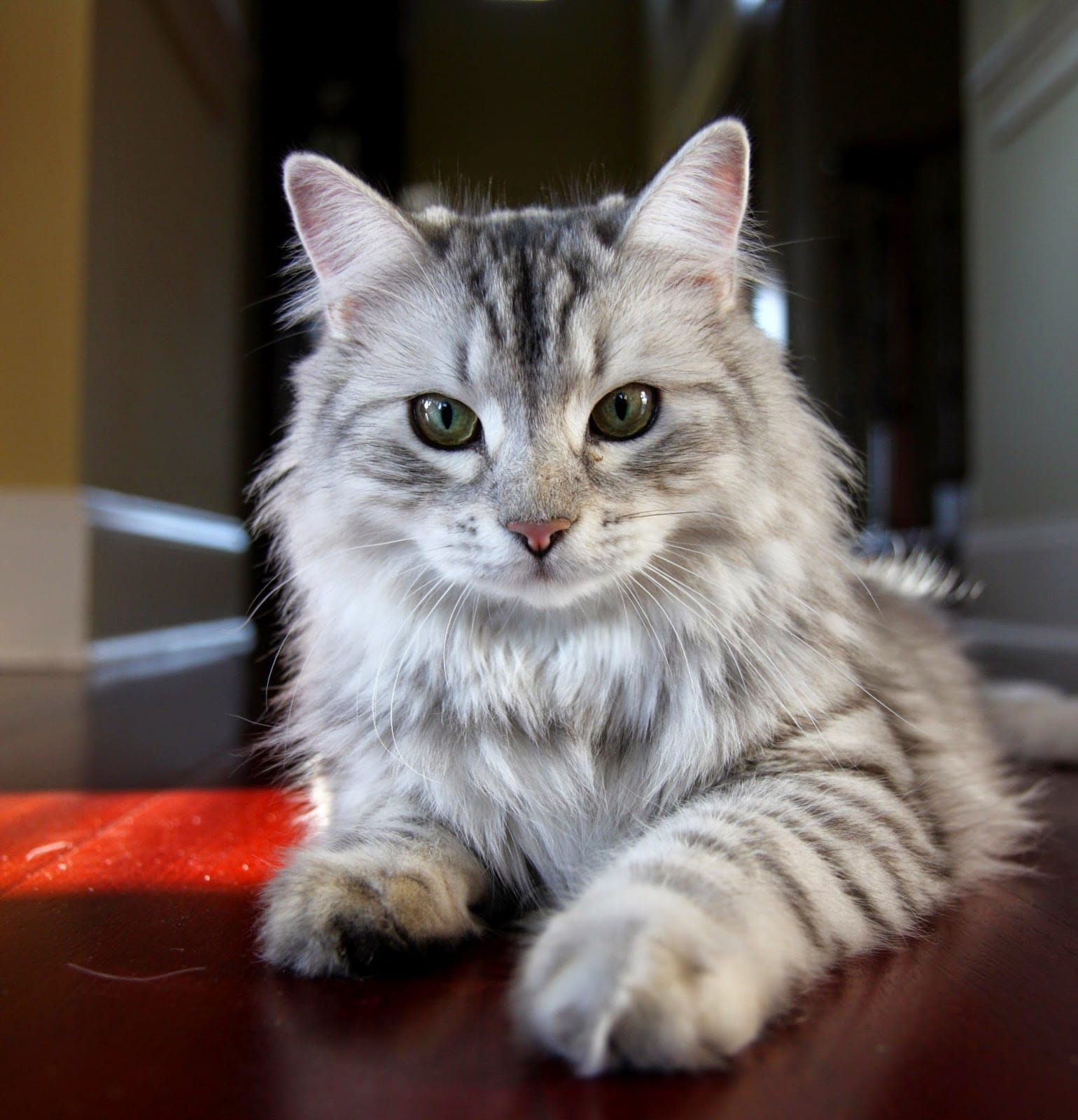 A linda pelagem do Gato Siberiano atrai olhares por onde passa!