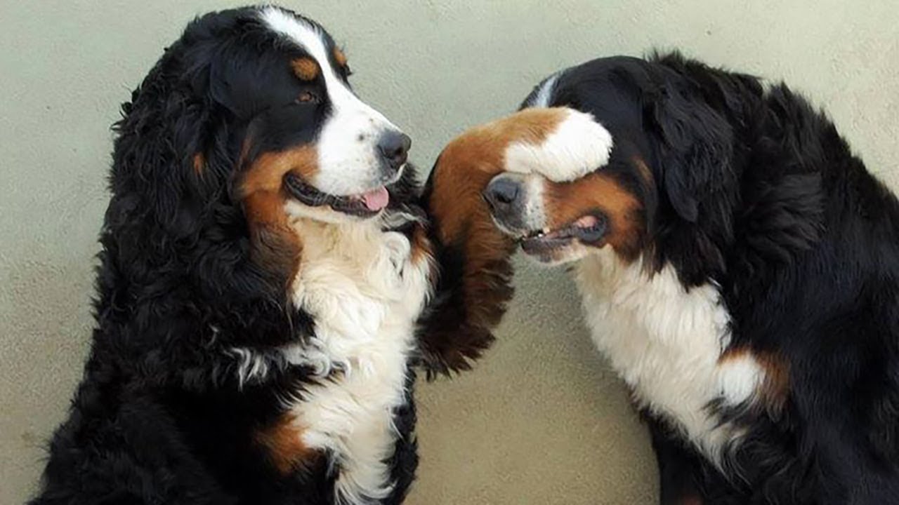 Bernese Mountain Dog - Um cão tranquilo e silencioso! 5