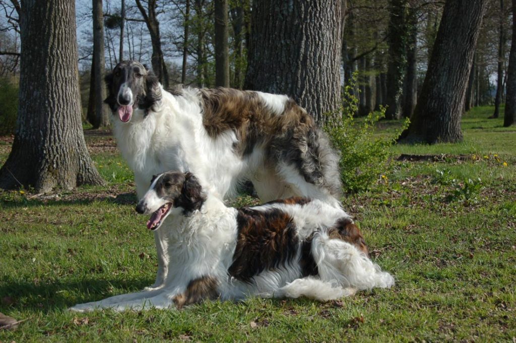 Borzoi - Conheça este nobre cão de origem russa! 3