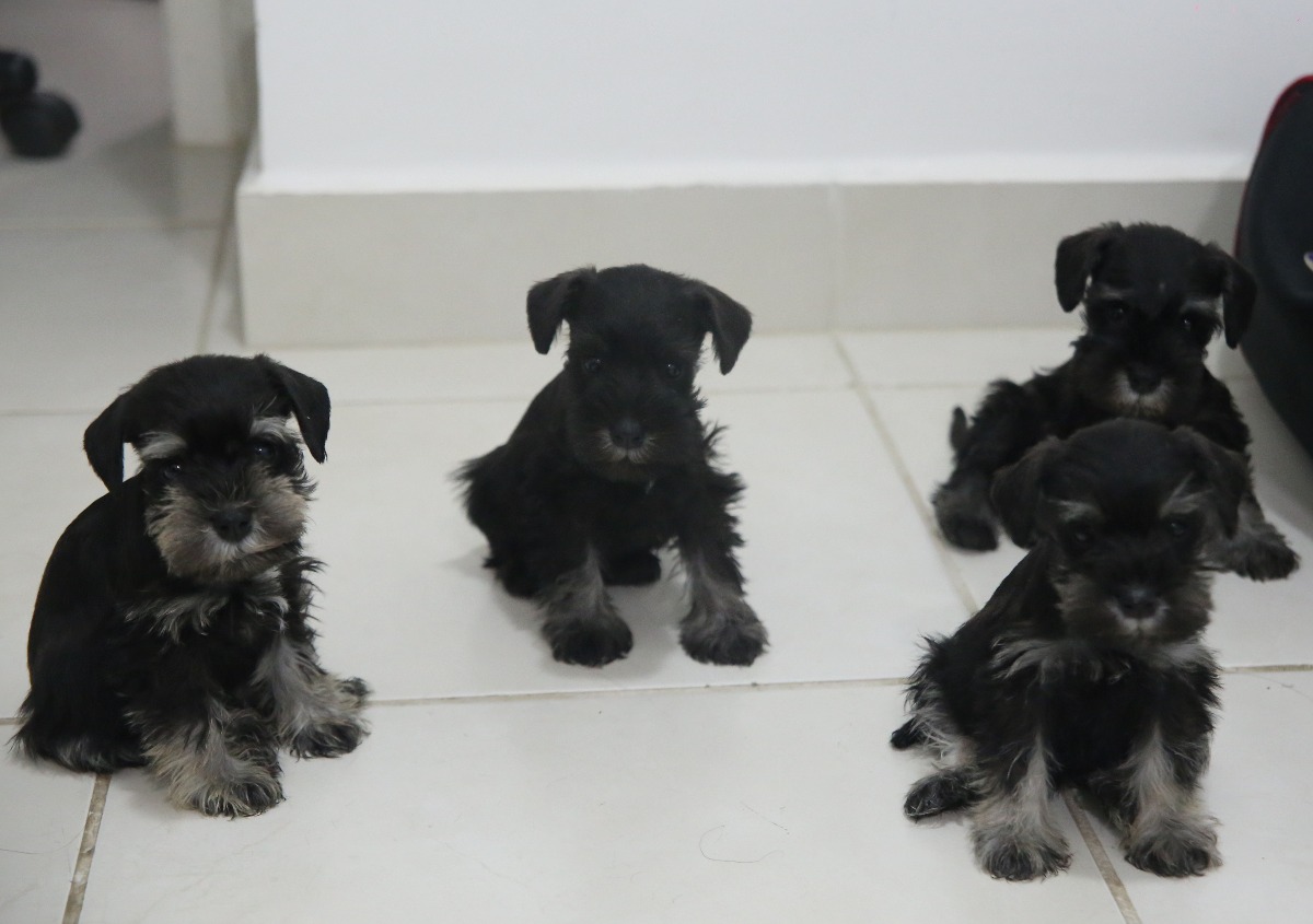 Schnauzer - Um cão que une beleza e estilo em três versões! 7