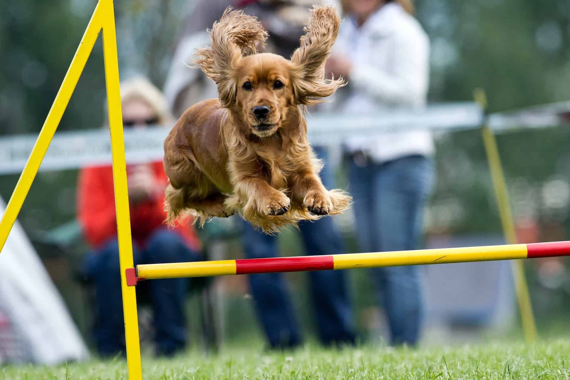 Cocker Spaniel Inglês - Companhia perfeita para brincar, passear e amar! 4