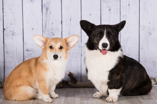 Welsh Corgi Cardigan - Um eterno cão de pastoreio! 9