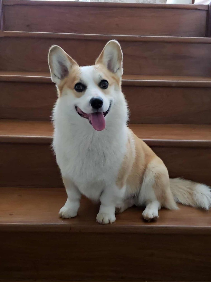 O Welsh Corgi Pembroke - O menor dos cães de pastoreio! 3