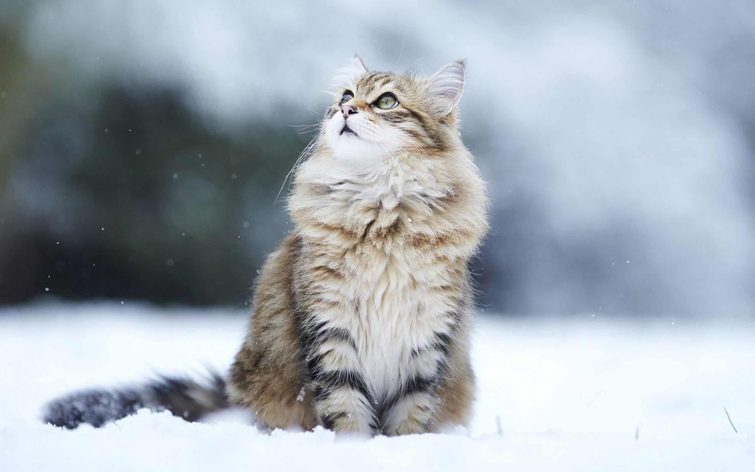 Este é o Gato Siberiano