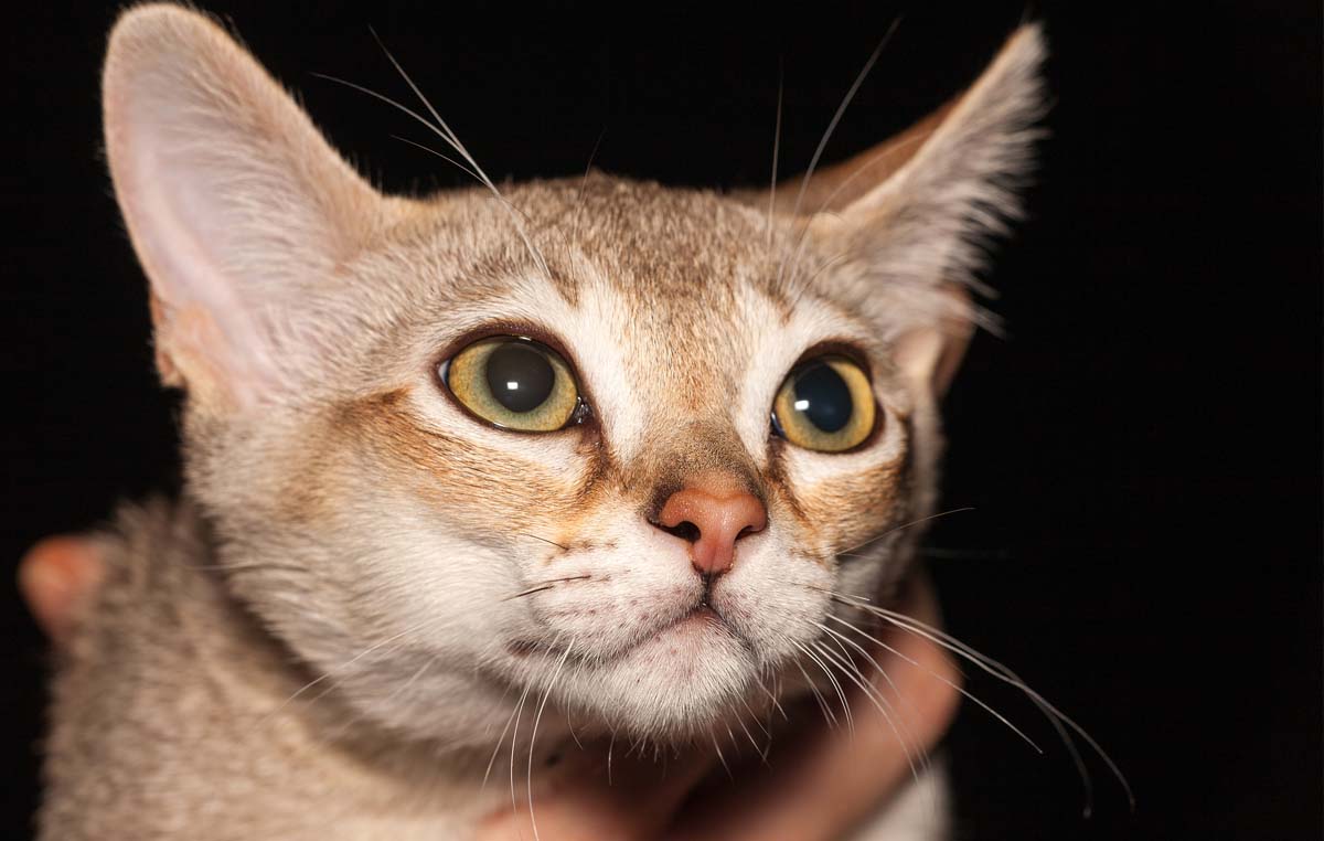 O Gato Singapura é ótima companhia para pessoas e outros pets!