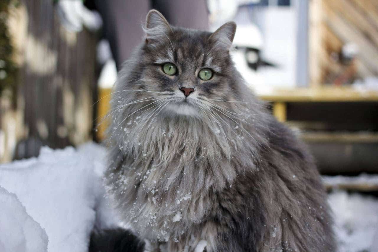 A vasta pelagem do Gato Siberiano os fez sobreviver aos gélidos invernos nas florestas da sibéria