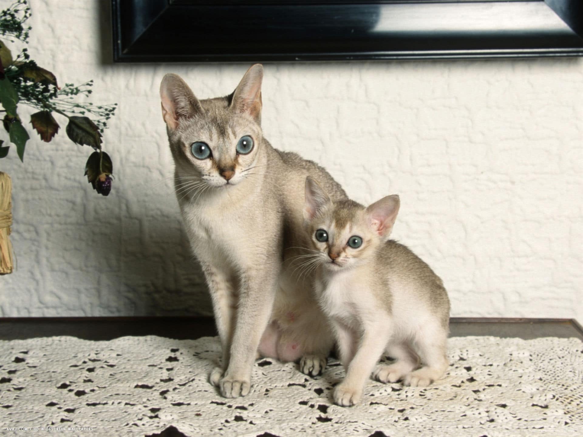 Uma linda família de Gatos Singapura!