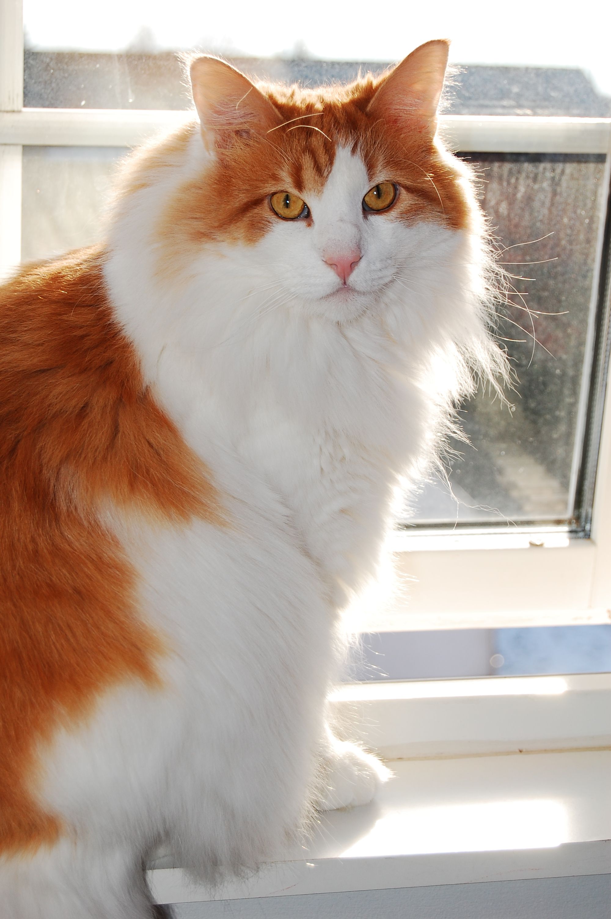 Lindo Lindo e majestoso: Gato Norueguês da Floresta ruivo de focinho rosado