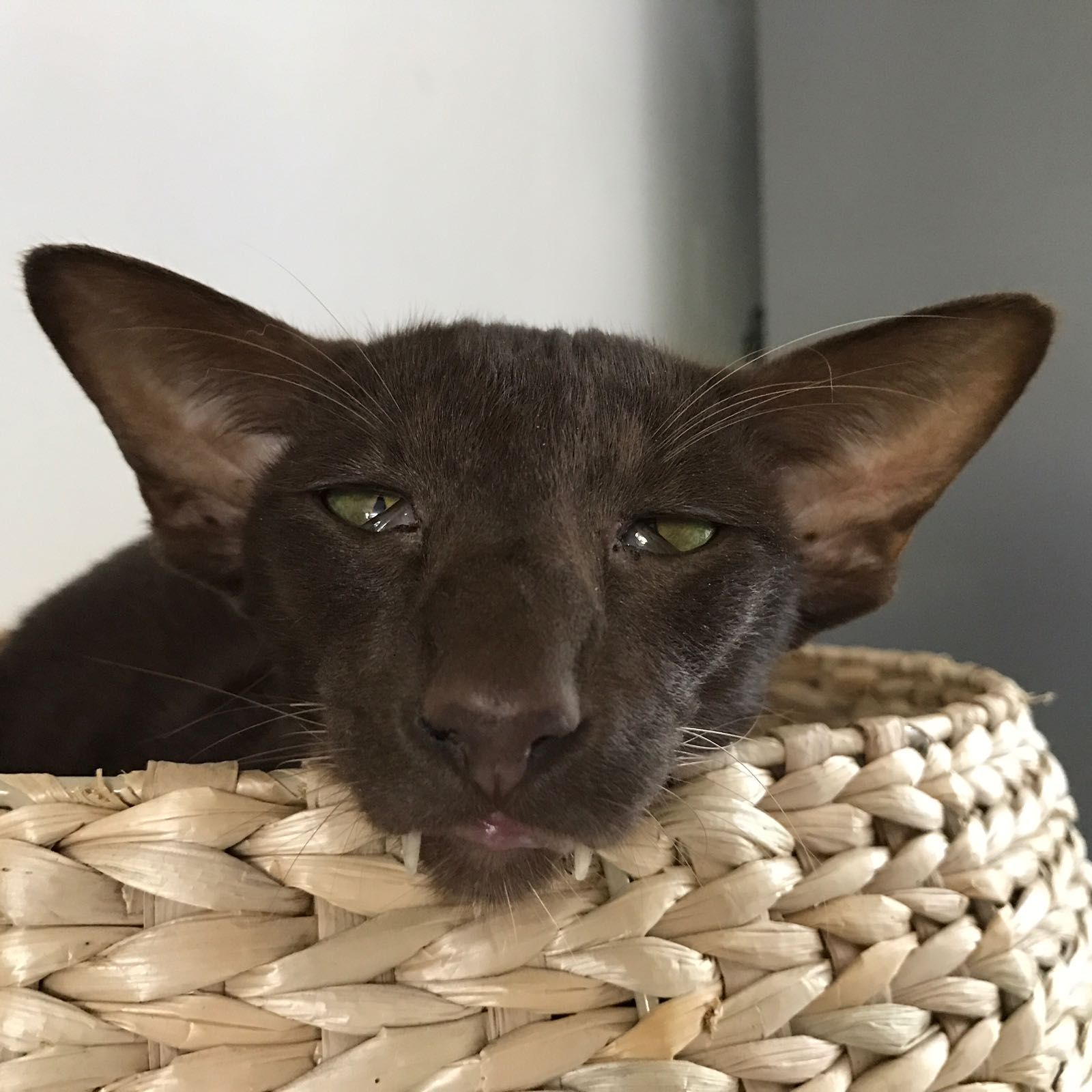 Quem tá morrendo de sono? Este fofo Gato Oriental Shorthair