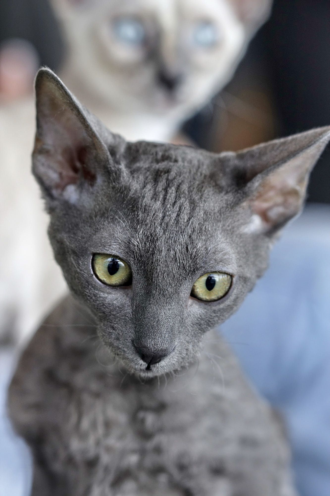 Este é o Gato Devon Rex