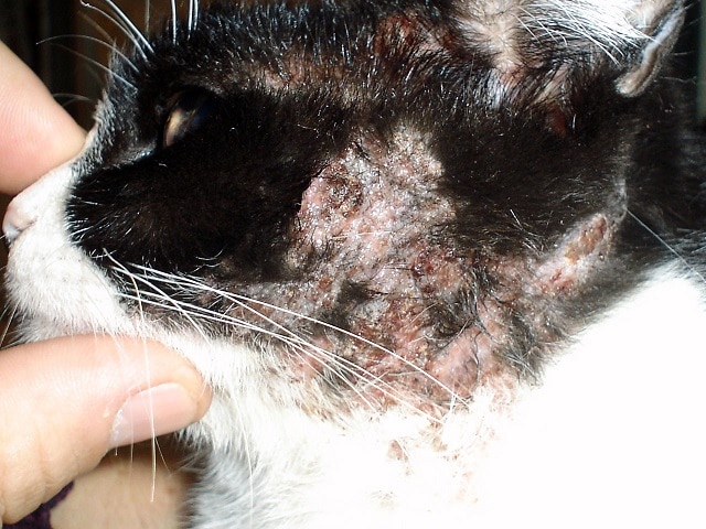 Acne Felina