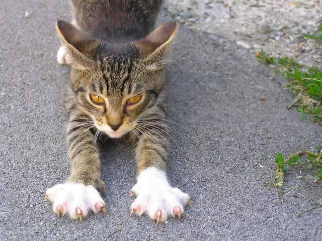 Como Cortar Unha de Gato