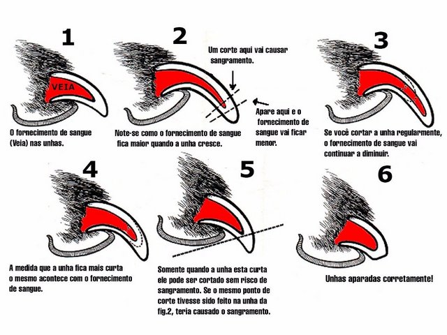 Como Cortar Unha de Gato