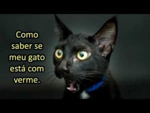 Vermes em Gatos