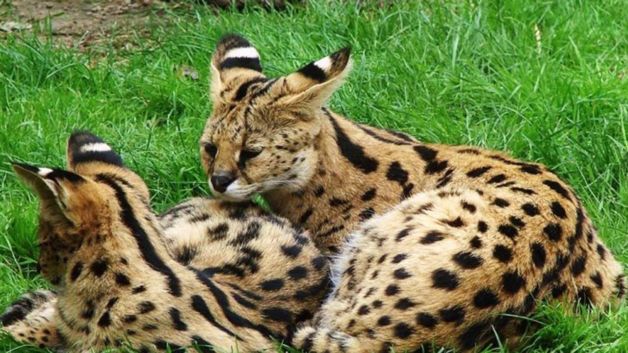 O Gato Savannah pode ter suas manchinhas tigradas ou em bolinhas, sempre um charme