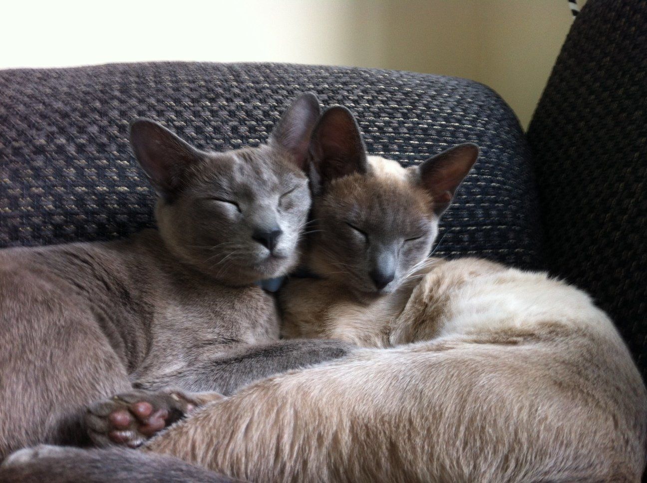 Um casal de Gato Tonquinês para aquecer os corações