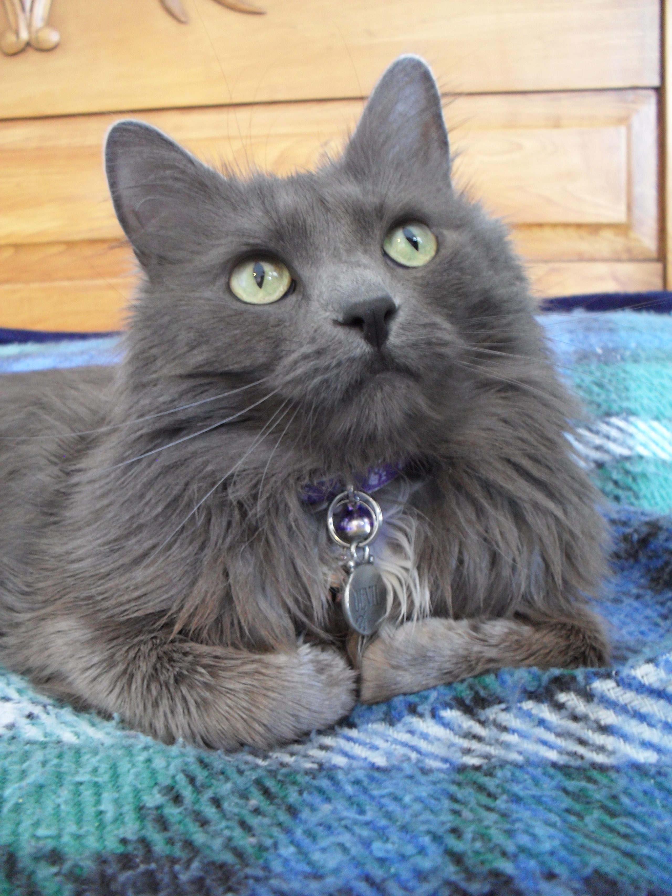 Quem resiste ao olhar do Gato Nebelung