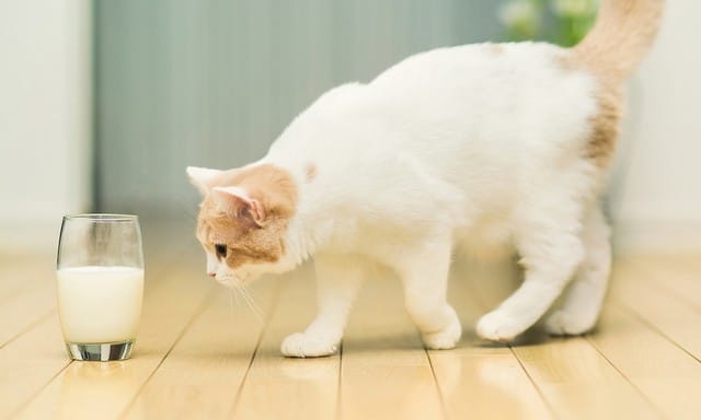 Gato Pode Comer Chocolate