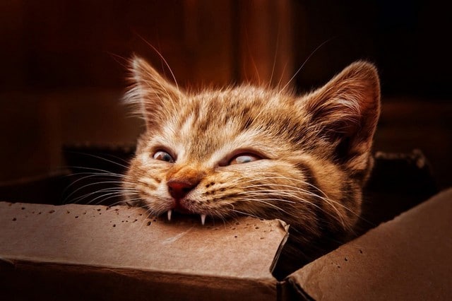 Gato Pode Comer Chocolate