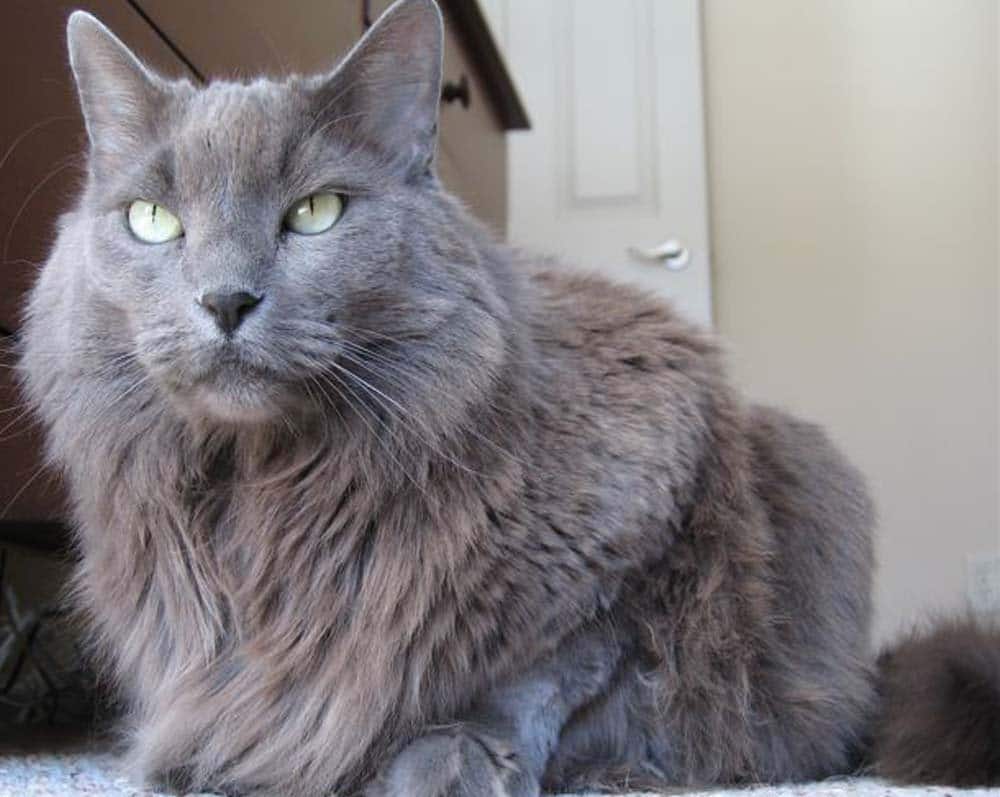 Este é o Gato Nebelung