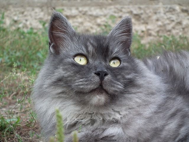 Gato Nebelung