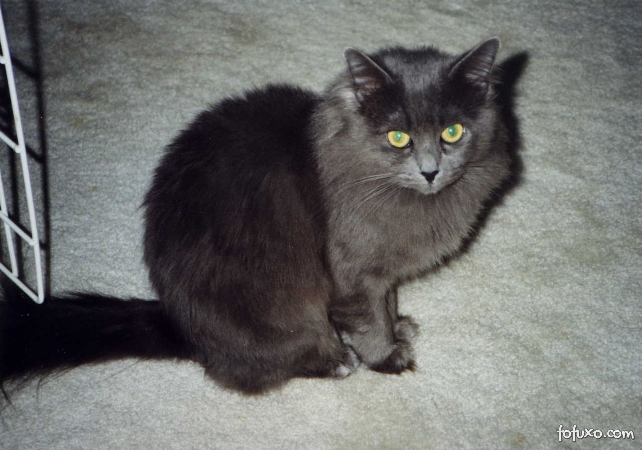 A pelagem densa é uma das características do Gato Nebelung