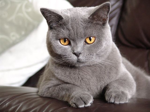 Gato Chartreux