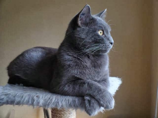 Gato Chartreux