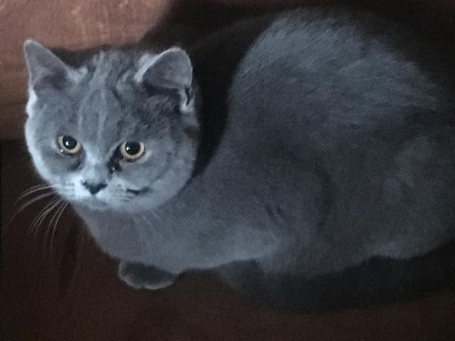 Gato Chartreux