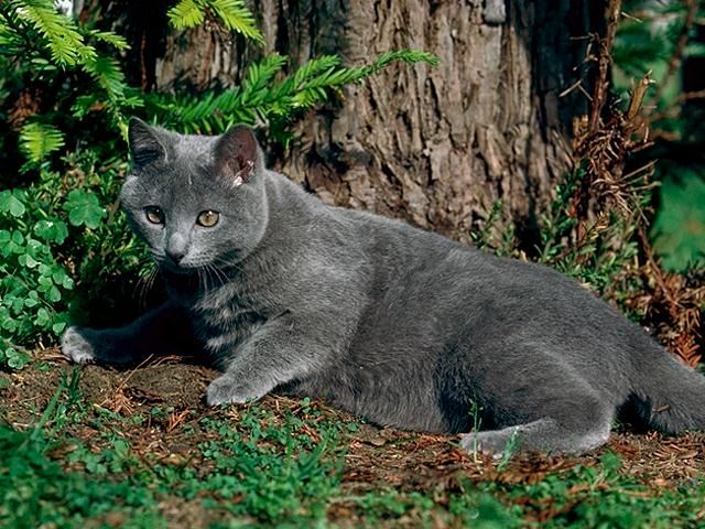 Gato Chartreux