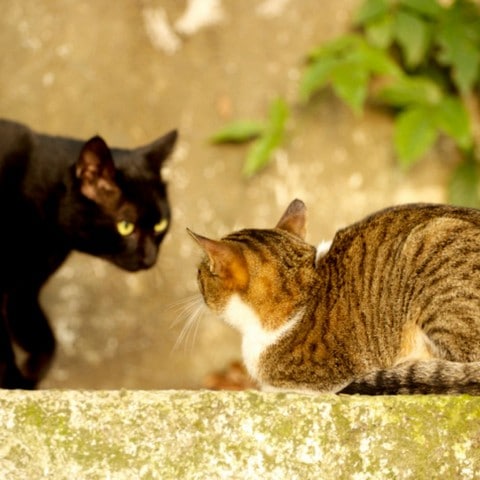 Quanto Tempo Dura o Cio do Gato