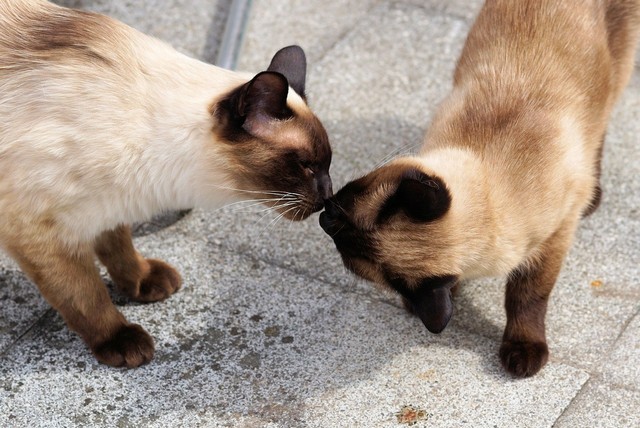 Quanto Tempo Dura o Cio do Gato