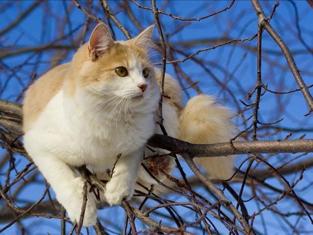 Turkish Van