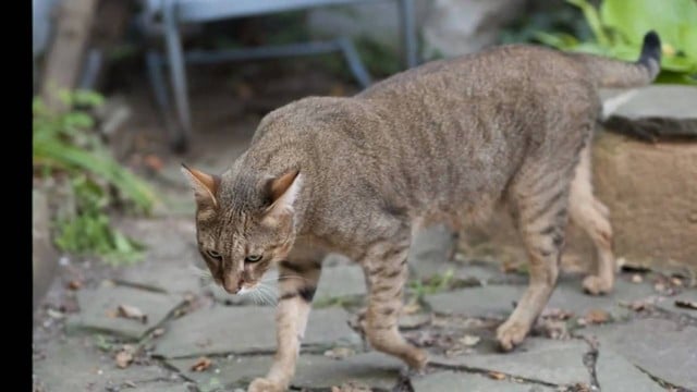 Chausie